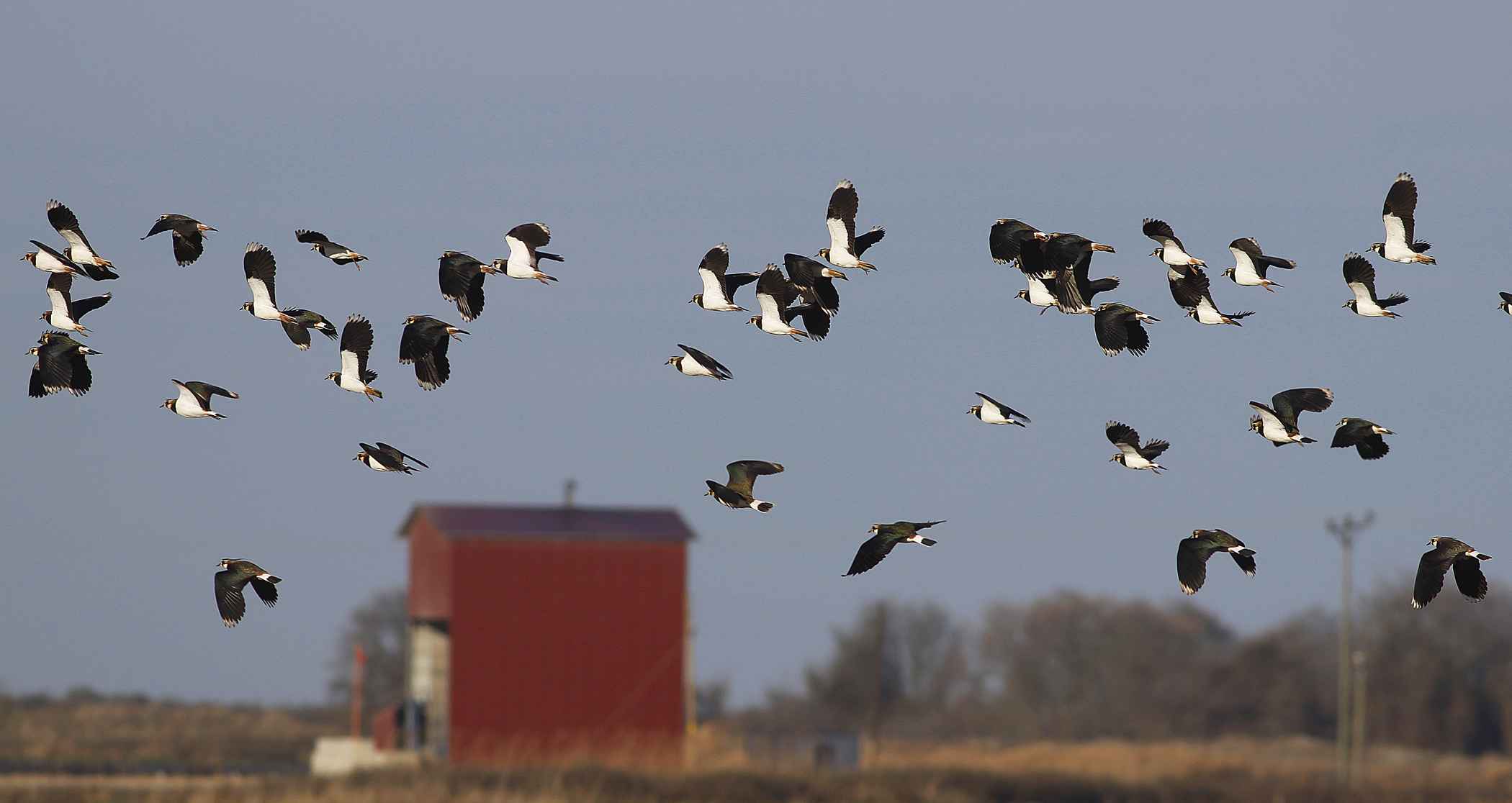 Northern Lapwing